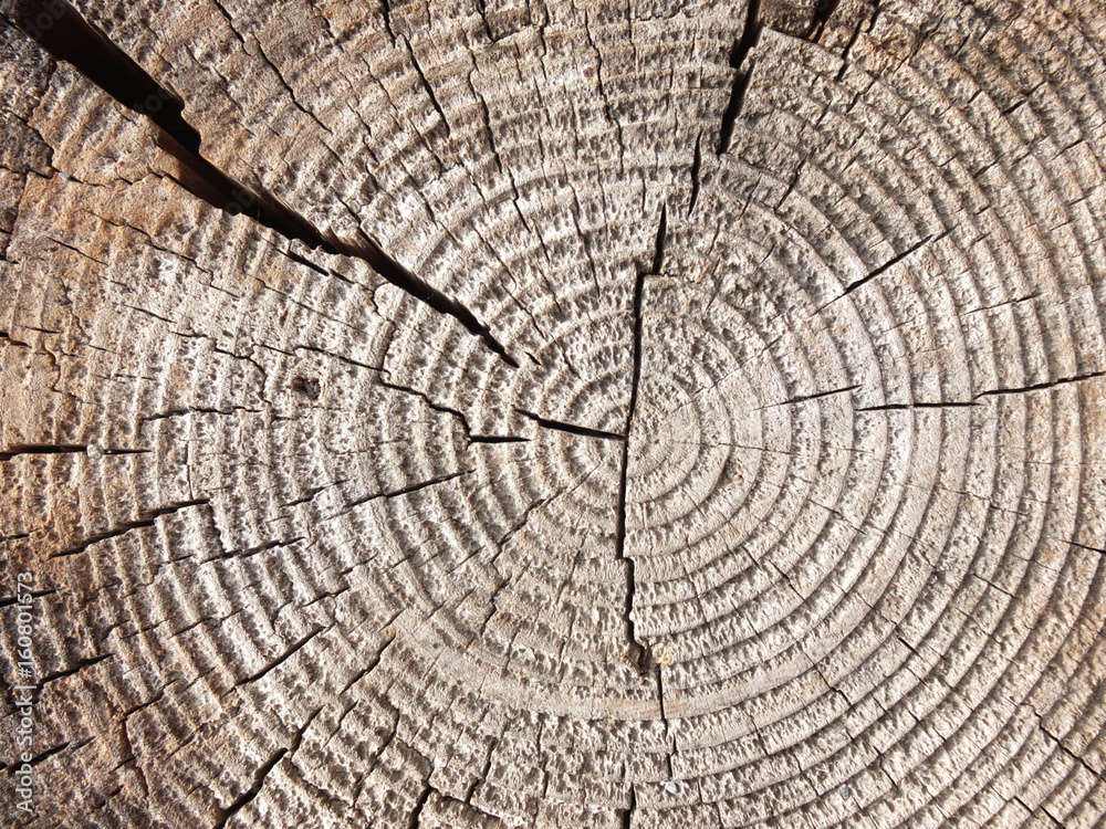 Cut tree trunk macro .