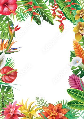 Frame from tropical plants