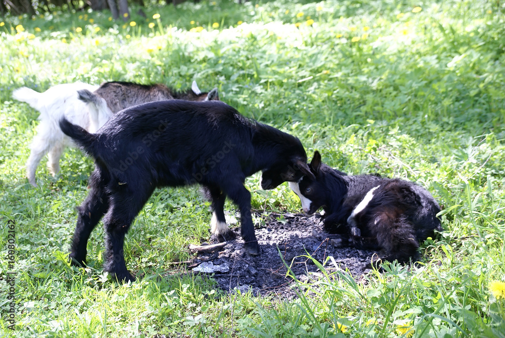 Herd of cute little goats.Cute funny goat butting Herd of cute little goats.Cute funny goat butting