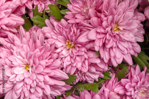 Pink chrysanthemum flowers  floral background