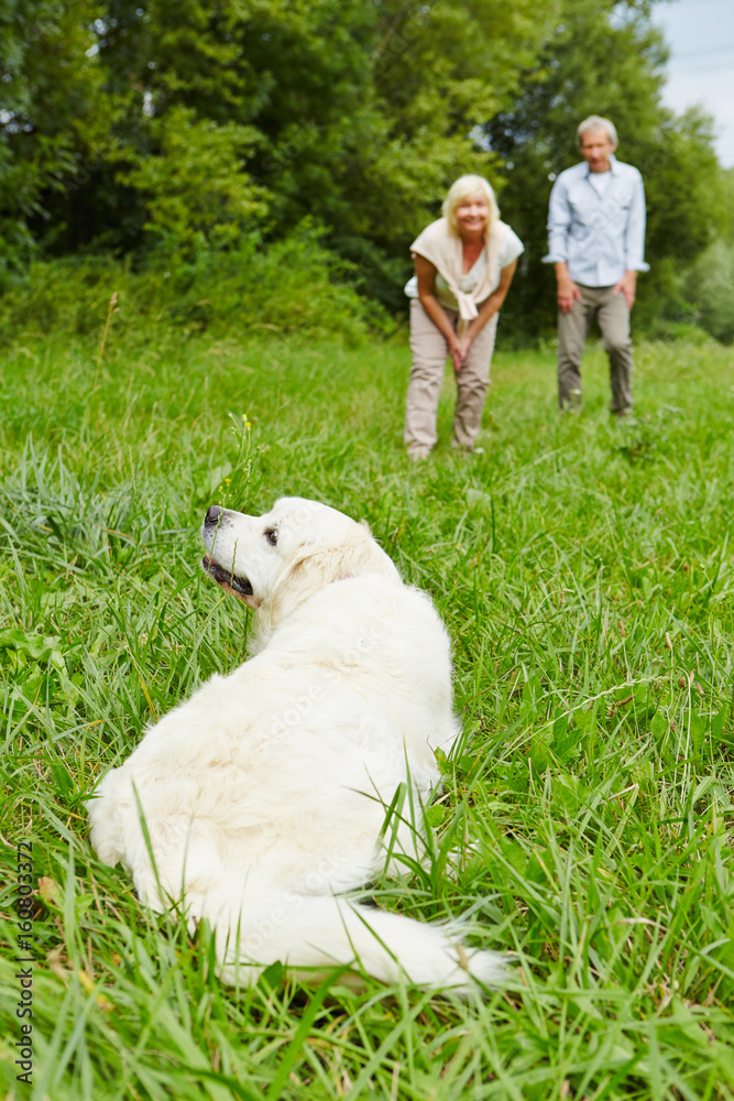 Paar trainiert Hund im Garten Paar trainiert Hund im Garten