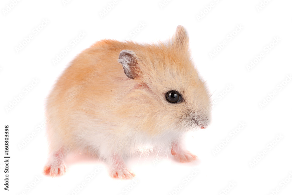 Little funny hamster isolated on white background Little funny hamster isolated on white background