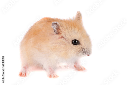 Little funny hamster isolated on white background