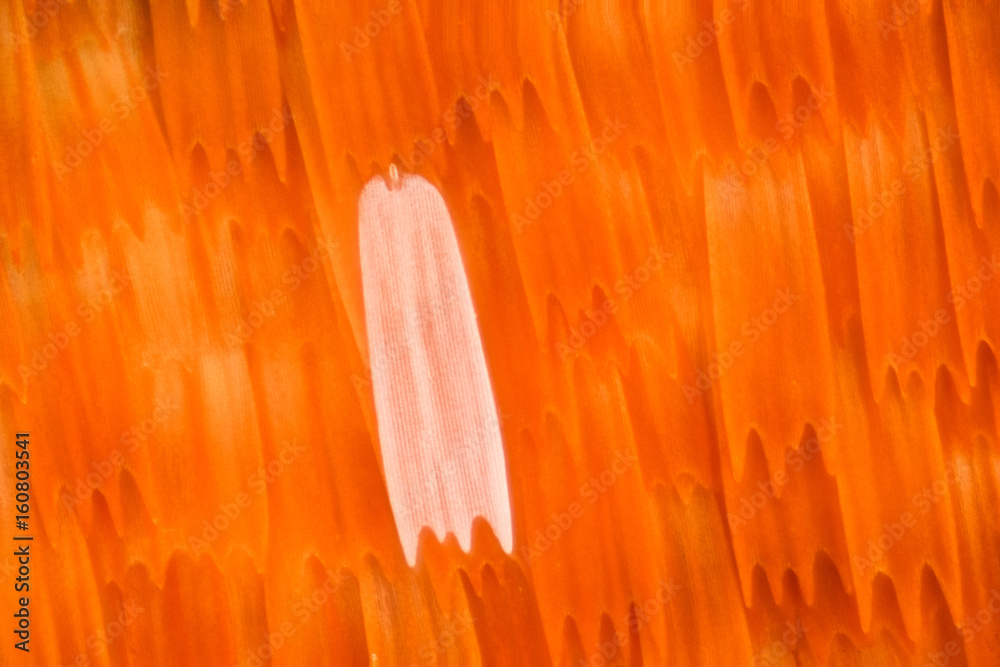 Naklejka premium Butterfly wing under the microscope