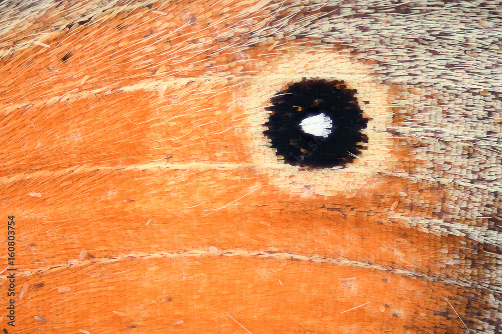 Naklejka premium Butterfly wing under the microscope