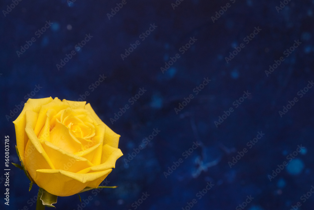 One beautiful yellow rose on blue background One beautiful yellow rose on blue background
