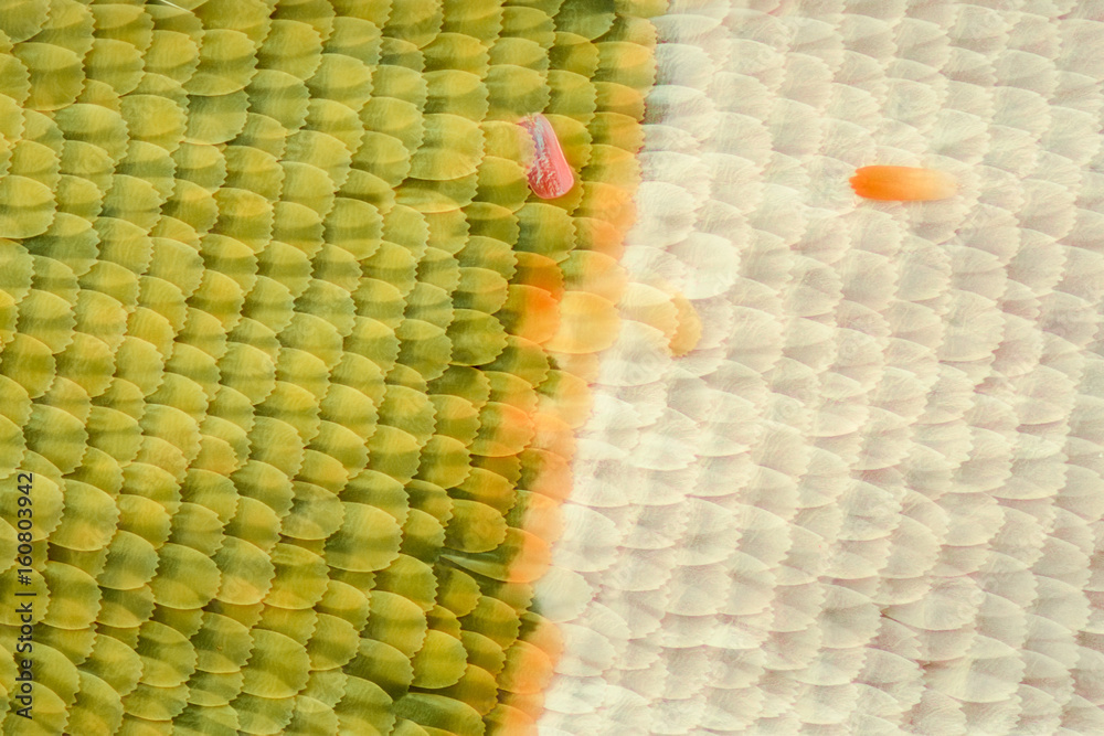 Fototapeta premium Butterfly wing under the microscope
