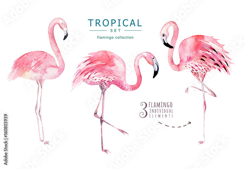 Hand drawn watercolor tropical birds set of flamingo. Exotic bird illustrations  jungle tree  brazil trendy art. Perfect for fabric design. Aloha set