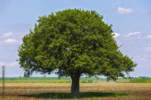 Tree isolated on an agricultural field