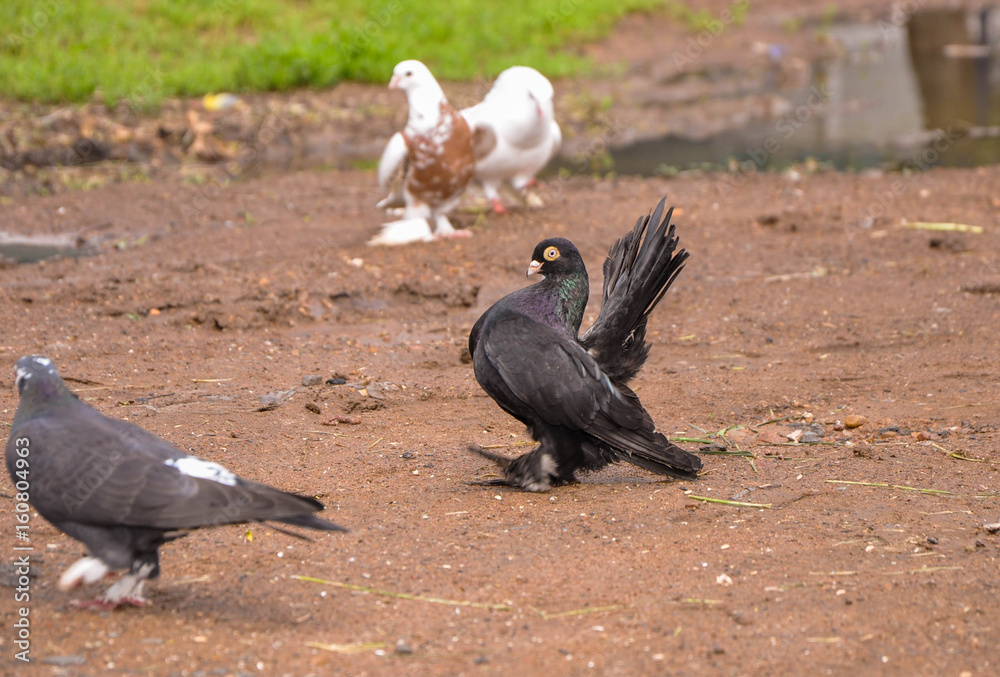 Obraz premium pigeon