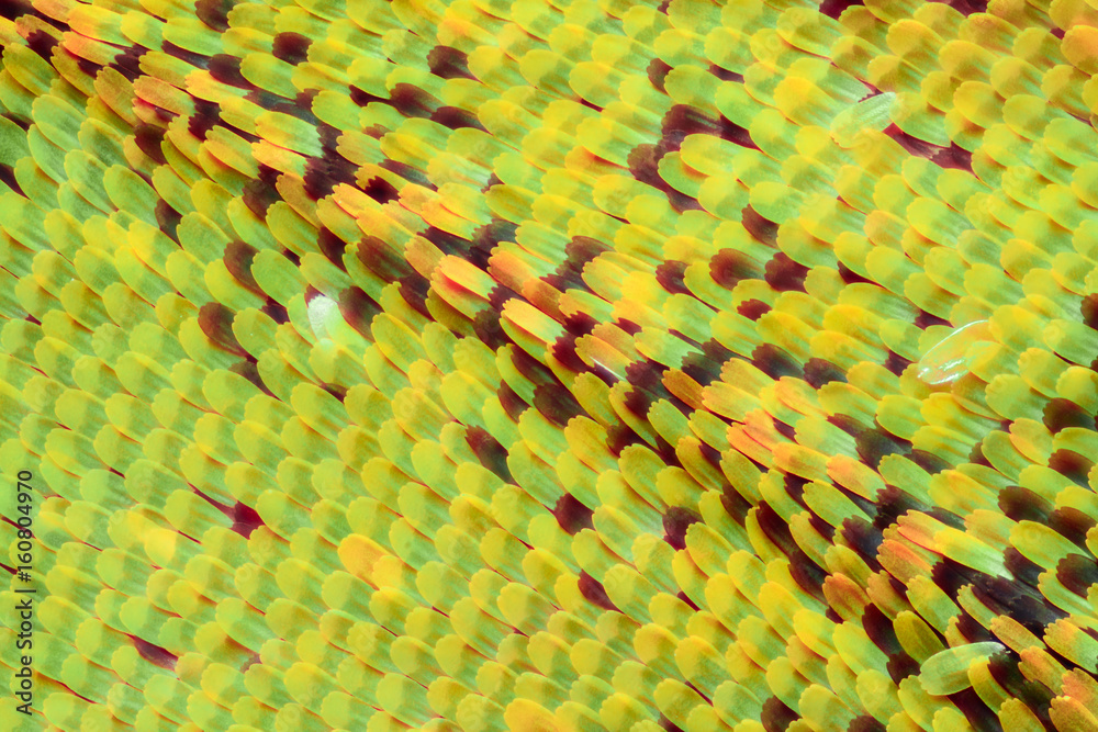 Naklejka premium Skrzydło motyla pod mikroskopem