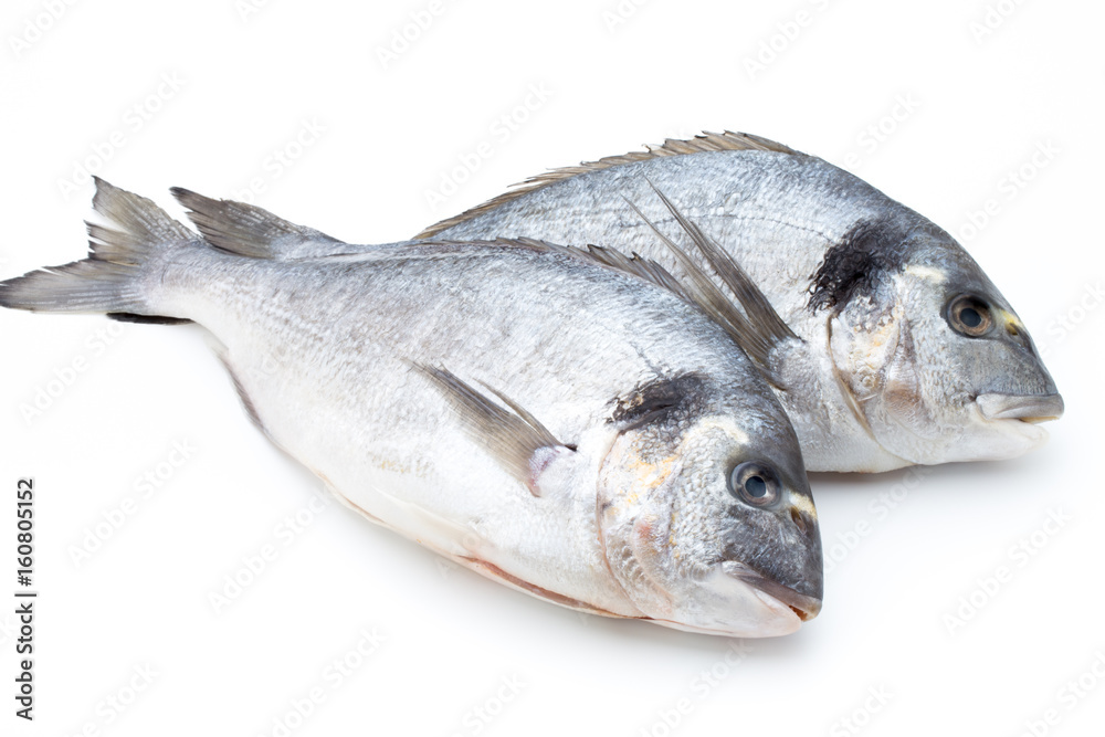 Fresh bream sea isolated on white background. Fresh bream sea isolated on white background.