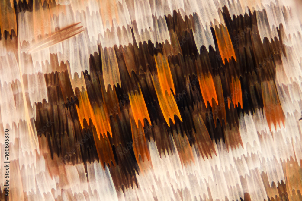 Naklejka premium Butterfly wing under the microscope