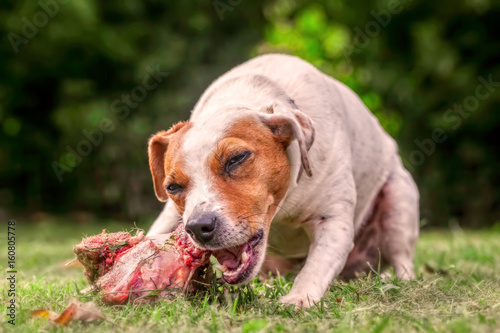 Jack Russell Terrier Chewing A Large Raw Bone Full Of Meat