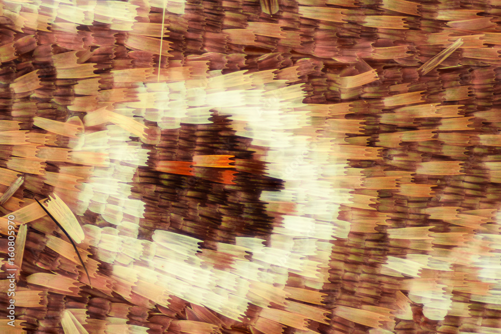Fototapeta premium Butterfly wing under the microscope