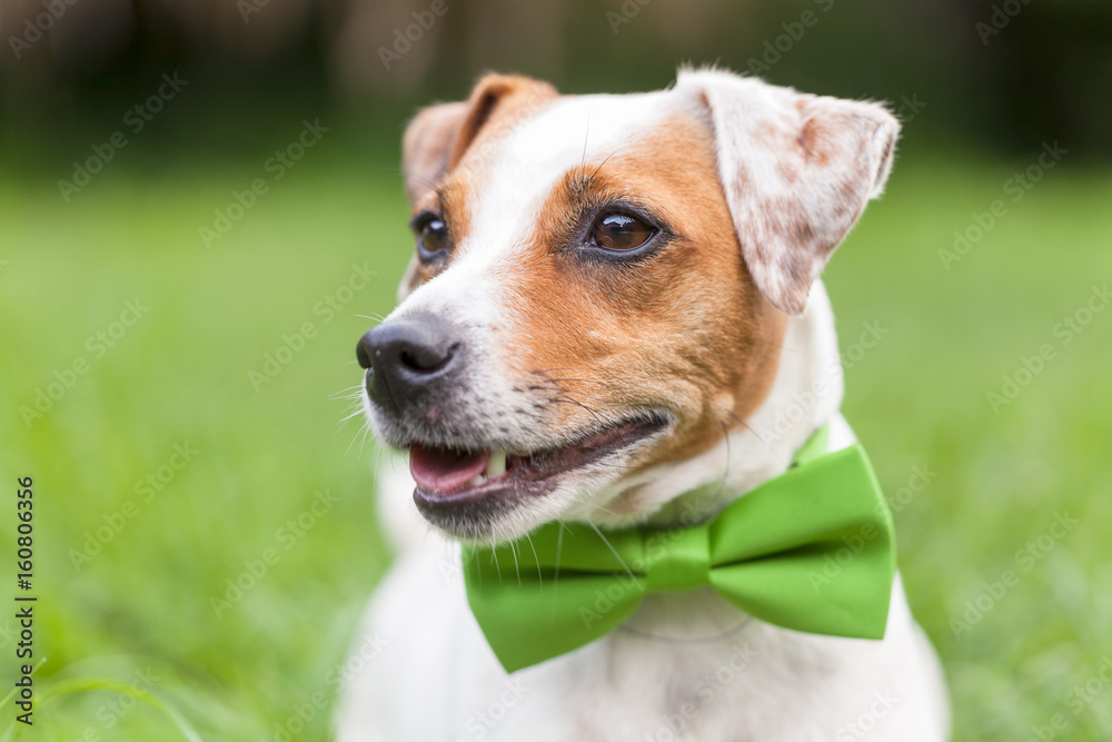 Portrait Of A Jack Russell Terrier Dog