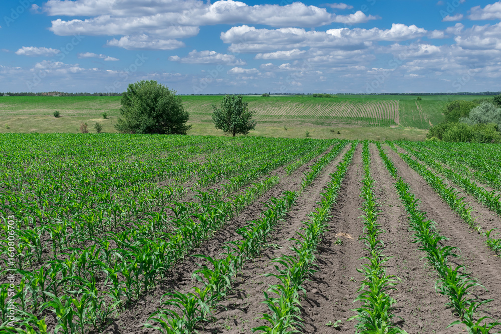 Corn field in summer Corn field in summer