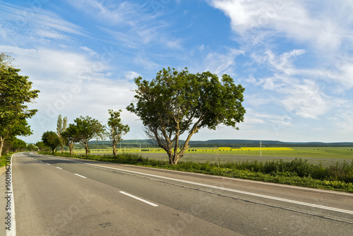 Beautiful landscape with a tree on the edge of a road