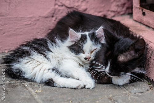 Fototapeta Naklejka Na Ścianę i Meble -  Lying homeless kitten and his mom