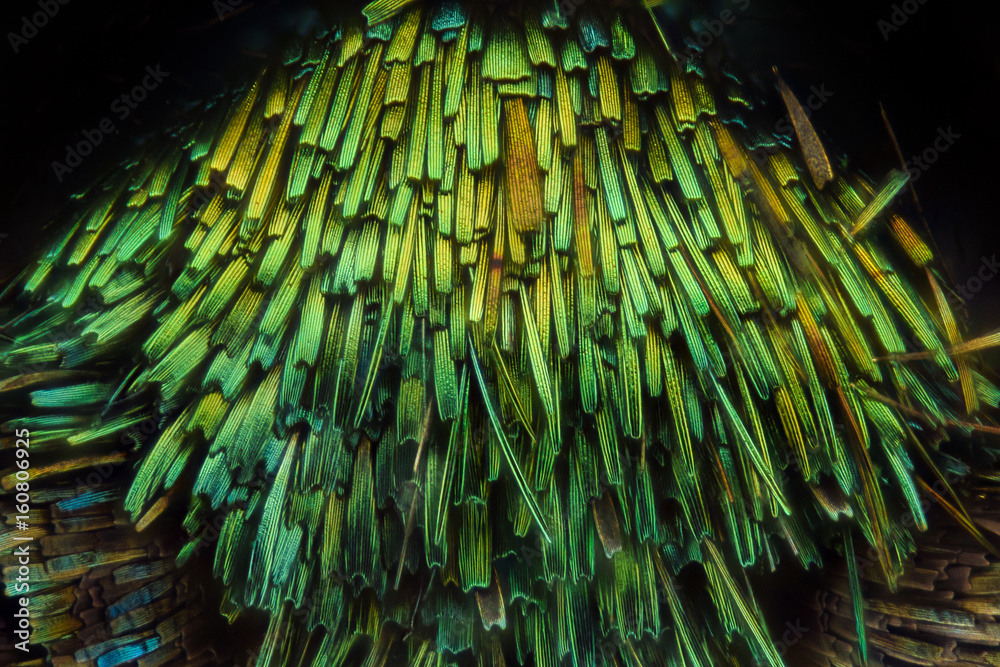 Fototapeta premium Butterfly wing under the microscope
