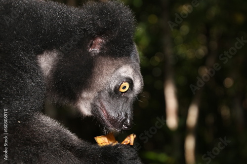 Indri indri photo