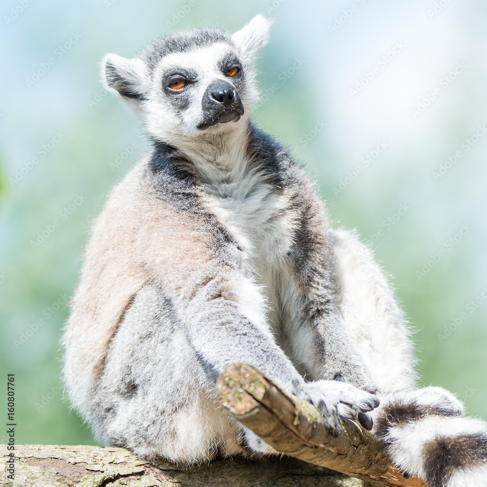 Obraz premium Portrait of ring-tailed Madagascar lemur at smooth background