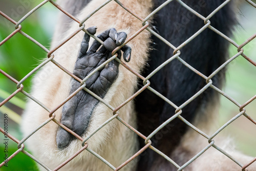 Close up Pileated gibbon foot in cage