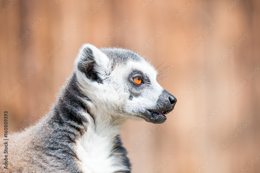 Fototapeta premium Portrait of ring-tailed Madagascar lemur at smooth background