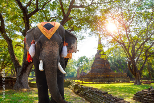 Elephant at Wat Nang Phaya in Si Satchanalai Historical Park, a UNESCO World Heritage Site in Thailand © coward_lion