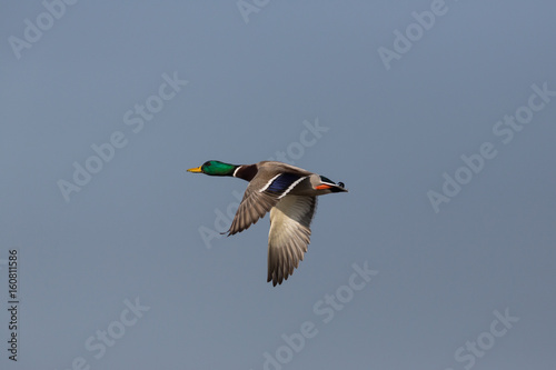 male mallard (anas platyrhynchos) during flight in blue sky