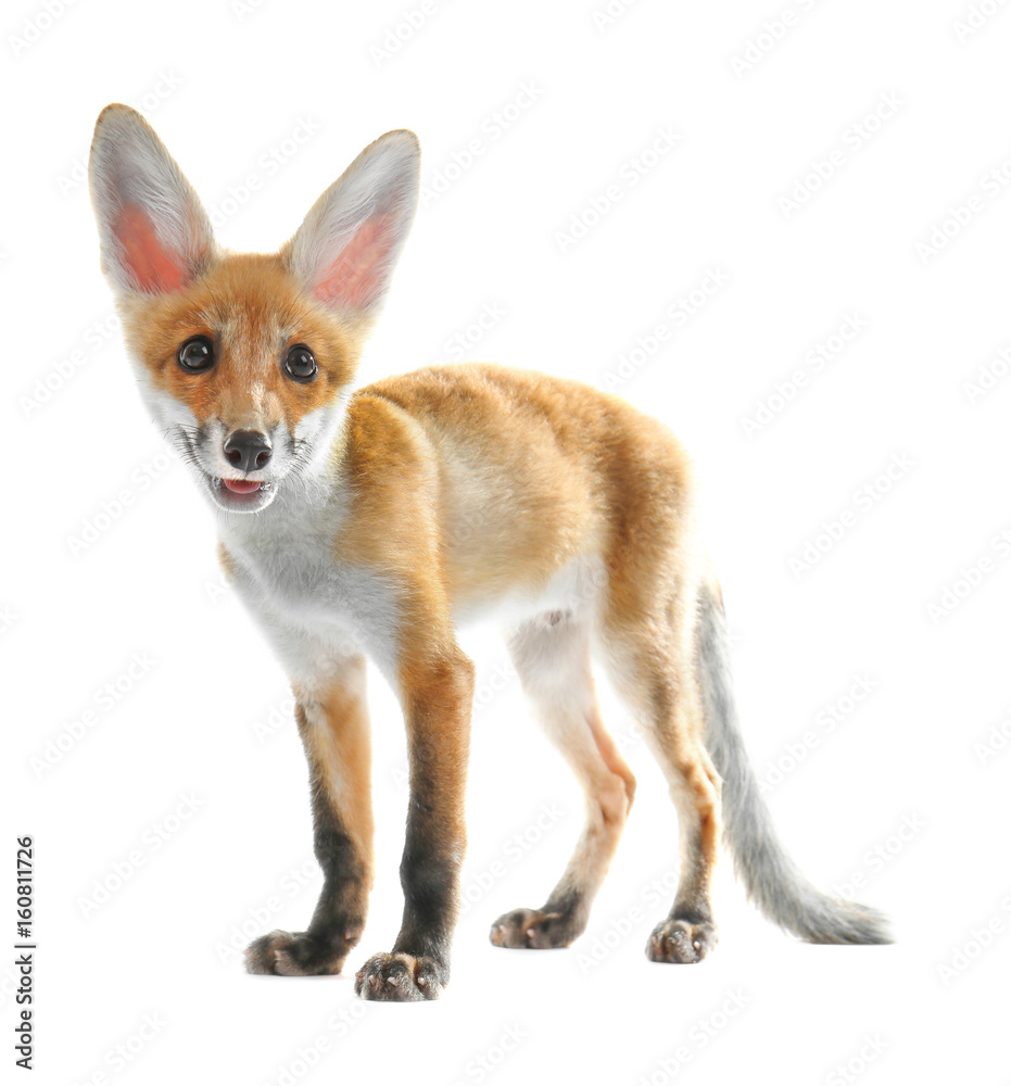 Fototapeta premium Cute fox cub isolated on white
