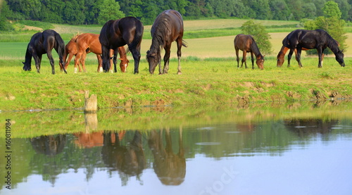 river horses  a group of young horses grazing at the river side