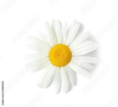 Beautiful chamomile flower on white background © Africa Studio