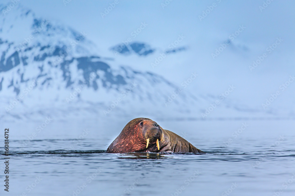 Fototapeta premium Walrus ( Odobenus rosmarus )