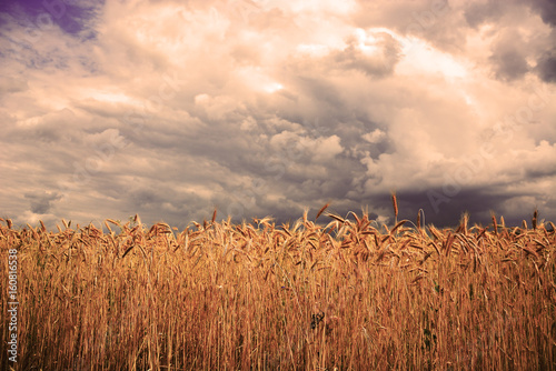 Wallpaper Mural wheat field before the storm
 Torontodigital.ca
