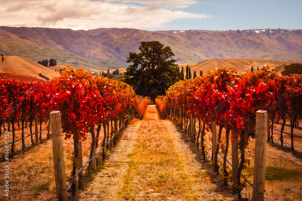 Naklejka premium Autumn view of vineyard rows with the tree, New Zealand