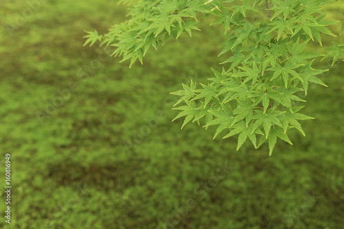 Green maple leaf. Natural background