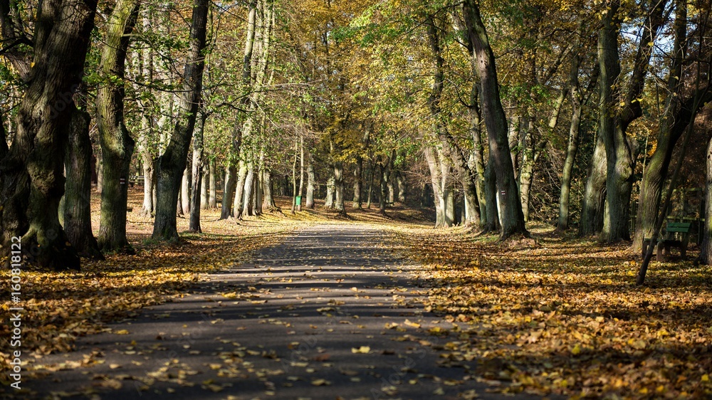 Fototapeta premium Autumn