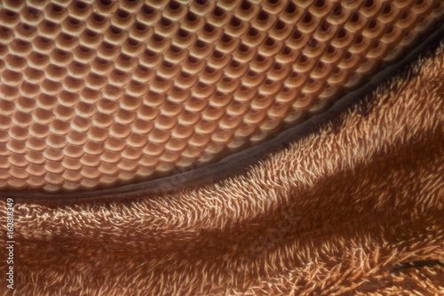 Extreme magnification - Fly compound eye under the microscope at 40:1 photo