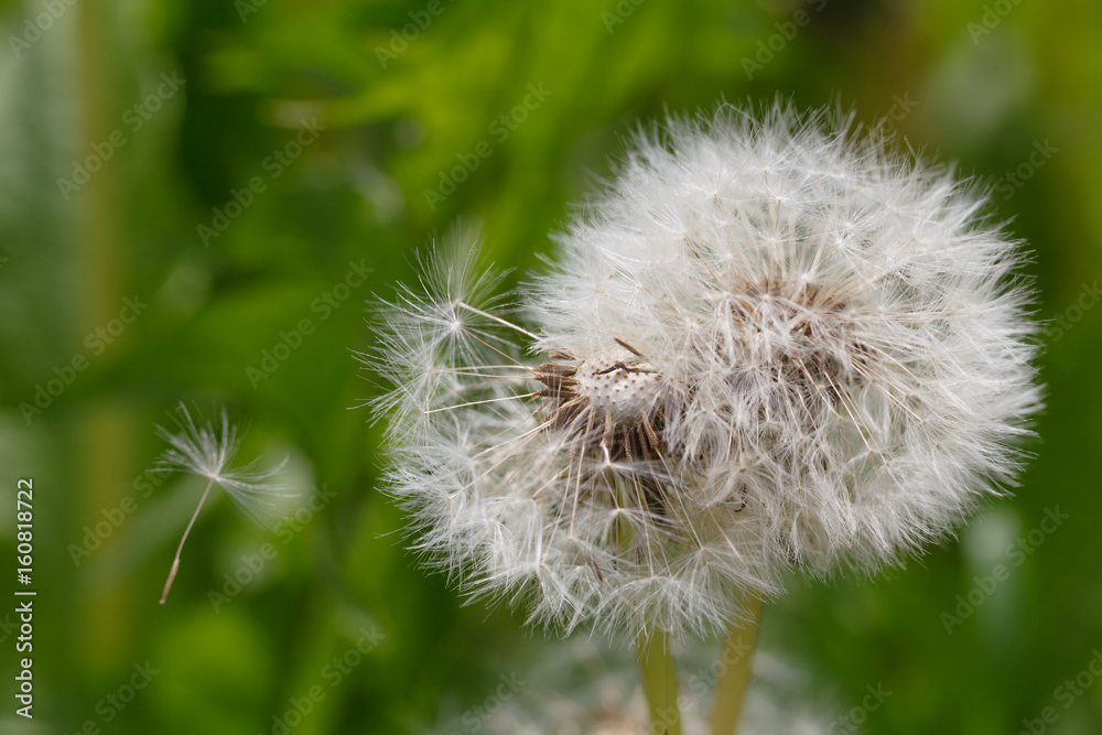 Fototapeta premium crumbling dandelion on a green background