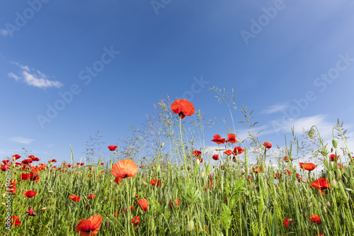 Fototapeta Naklejka Na Ścianę i Meble -  Mohnblumen