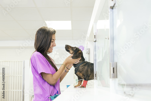 Fotografi Veterinarian doctor hugging a beautiful dog.