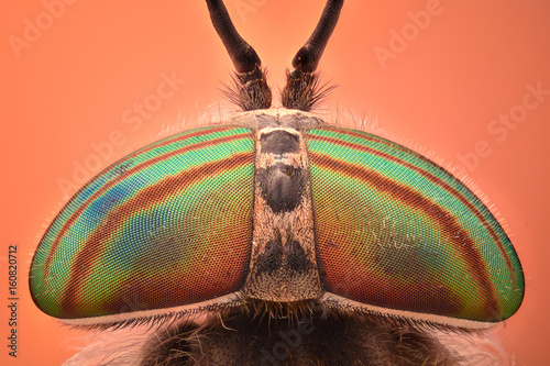 Extreme magnification - Horse fly head and eyes, Hybomitra