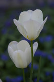 white tulips blooming and blue background.