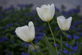  white tulips blooming and blue background.
