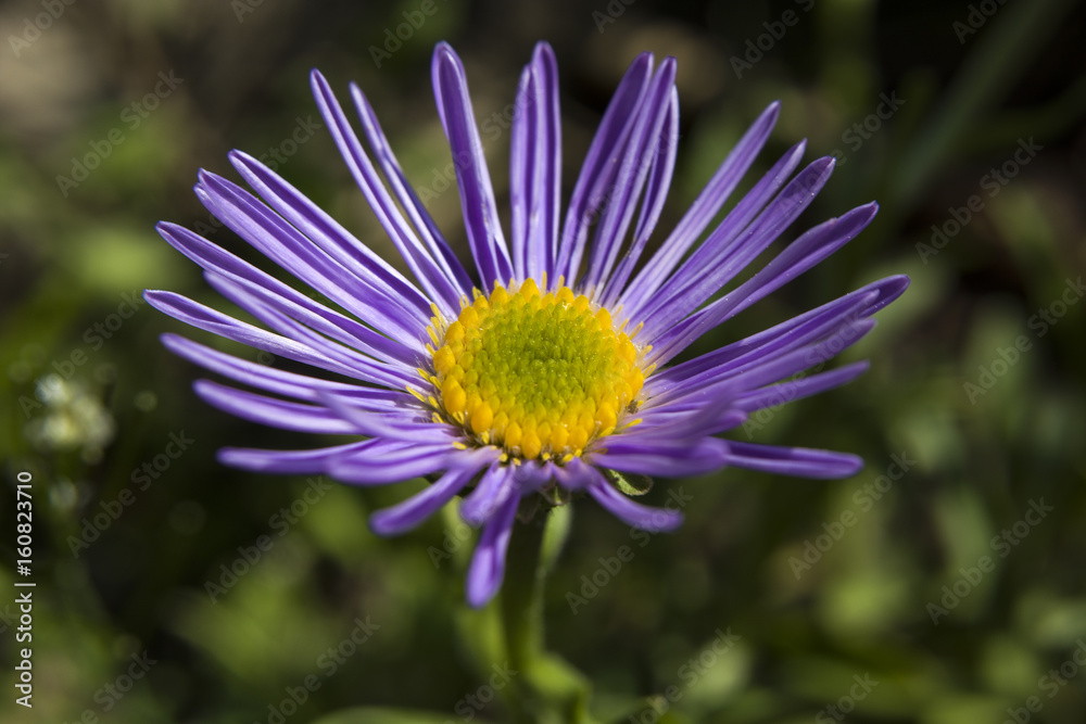 Aster purple petals, flower garden Aster purple petals, flower garden