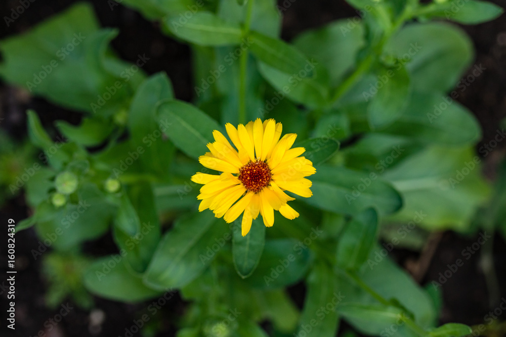 second yellow wildflower bloom of the season close up second yellow wildflower bloom of the season close up