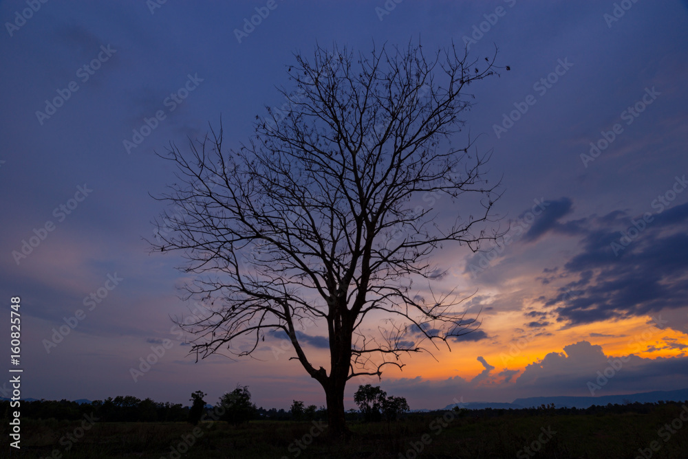 Leafless tree in farmland during the sunset 
