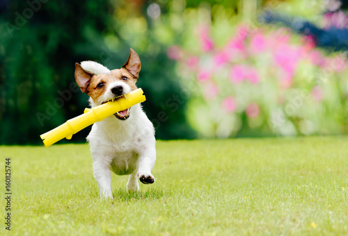 Dog running on summer lawn fetching toy