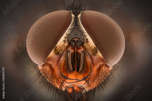 Extreme magnification - Fly head, front view